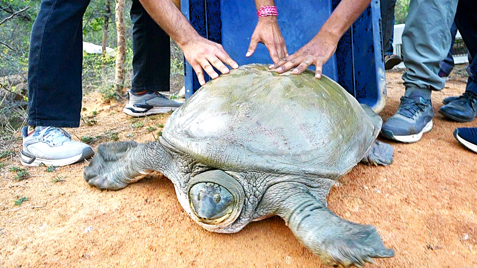 Rescue of Softshell Turtle